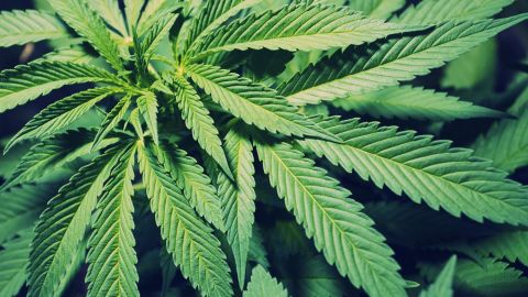 Is Weed Addictive? Marijuana Facts, Symptoms and Treatments