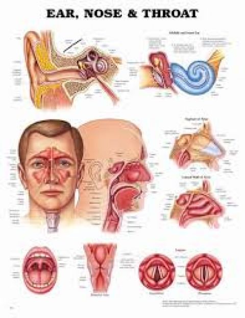 Otolaryngology ward