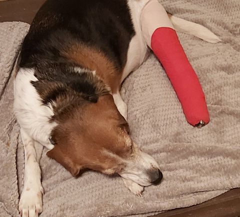 My dog was hit by a car a few days ago