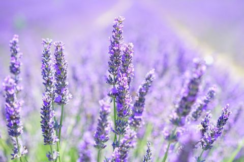 Lavender and Longing