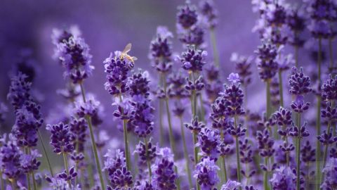Intensive Lavender Therapy